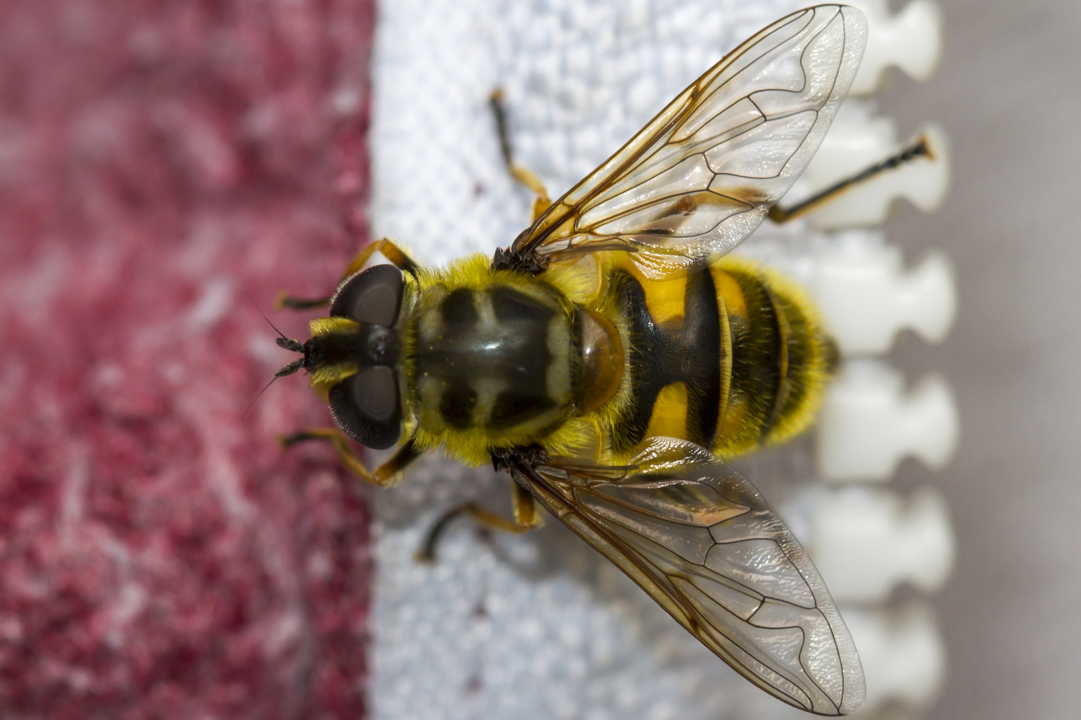 Free Images : flower, fly, garden, fauna, invertebrate, close up ...